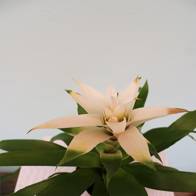 Quzmania (Quzmaniya)